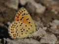 Lycaena tityrus (İslibakırgüzeli)